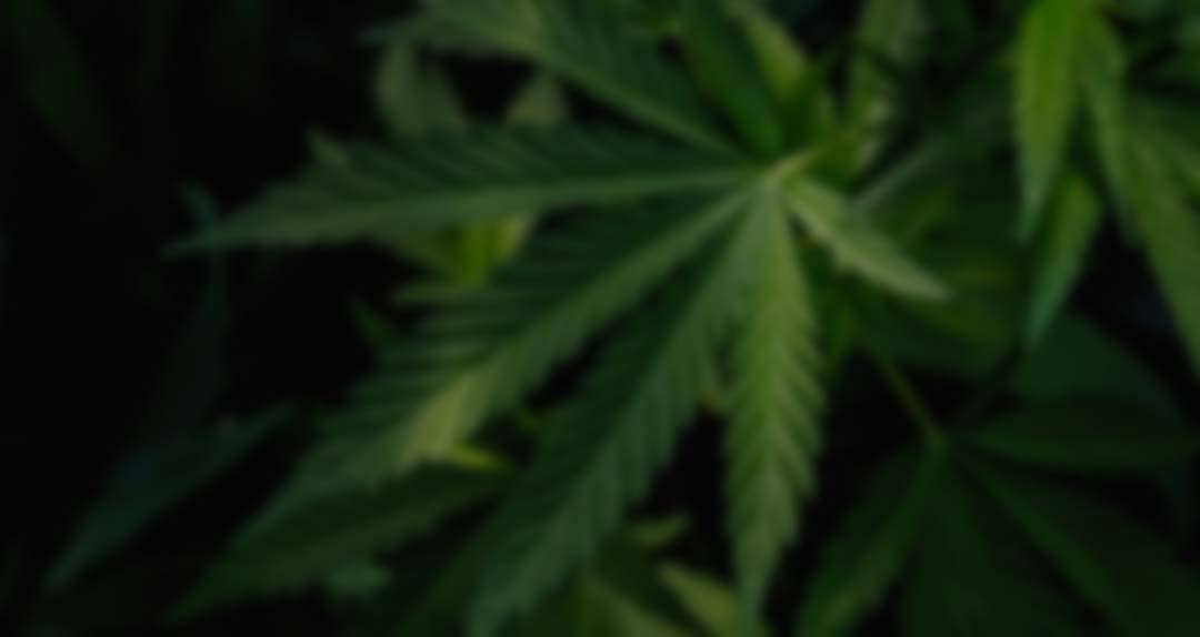 buy weed edibles canada